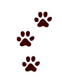 3 Dogs
